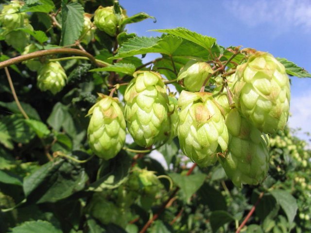 Luppolo, birra e molto altro.